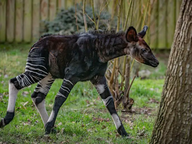 okapi chester zoo