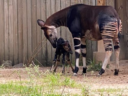 okapi calf houston