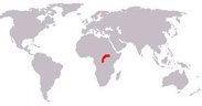okapi