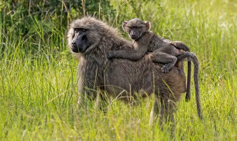 Olive Baboon
