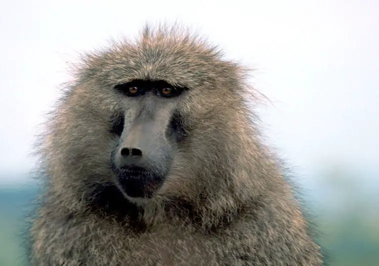 Olive Baboon