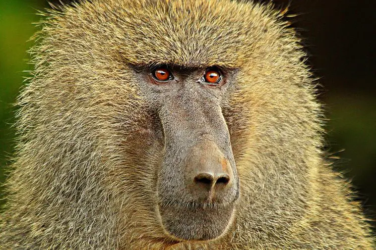 Olive Baboon