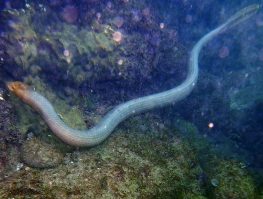 olive sea snake