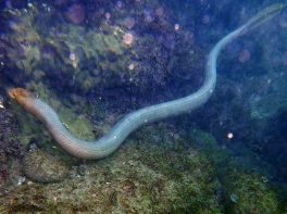 olive sea snake