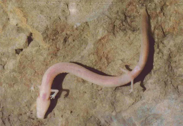 olm