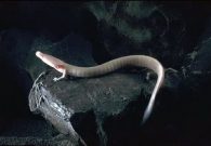 olm