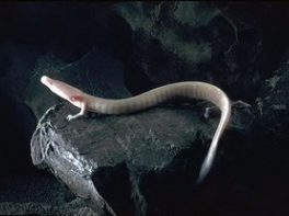 olm