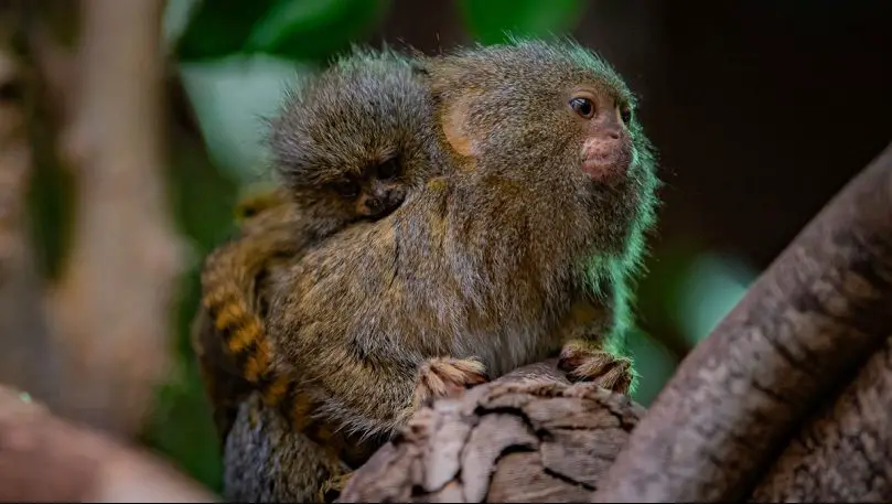 mini monkeys born at Chester Zoo