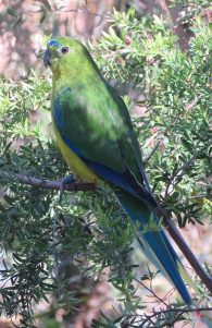orange-bellied parrot