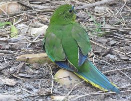orange-bellied parrot