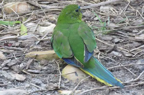 orange-bellied parrot
