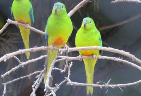 orange-bellied parrot
