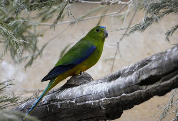 Orange bellied parrot release Adelaide
