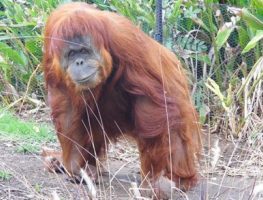 Orangutan