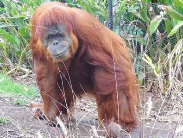 Orangutan