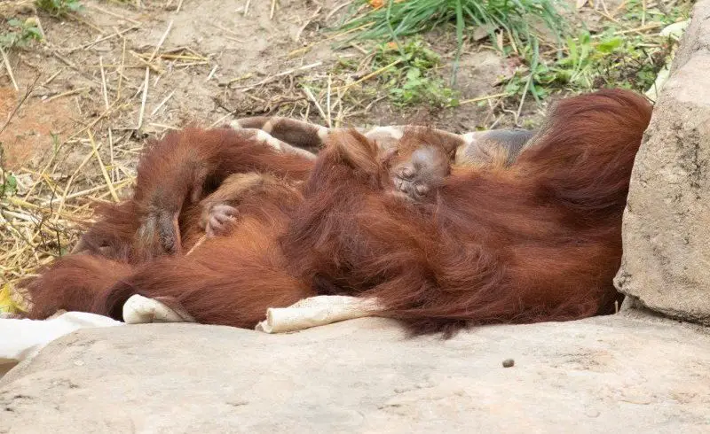 audubon zoo orangutan infant