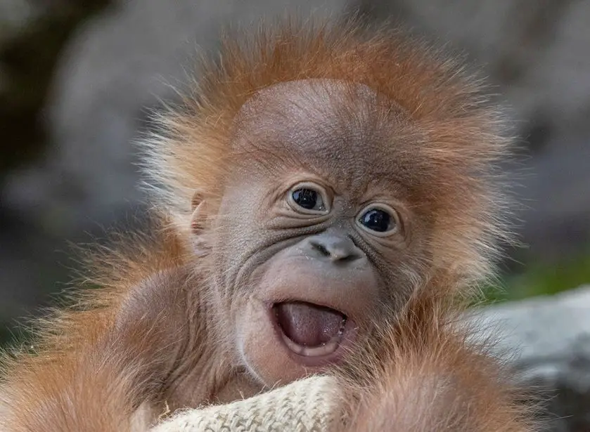 Orangutan Infant San Diego Zoo