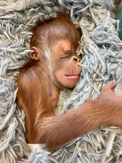 Audubon Zoo Orangutan Infant in Care