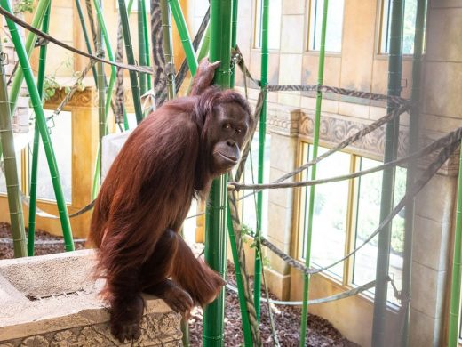 Orangutan Habitat Columbus Zoo and Aquarium