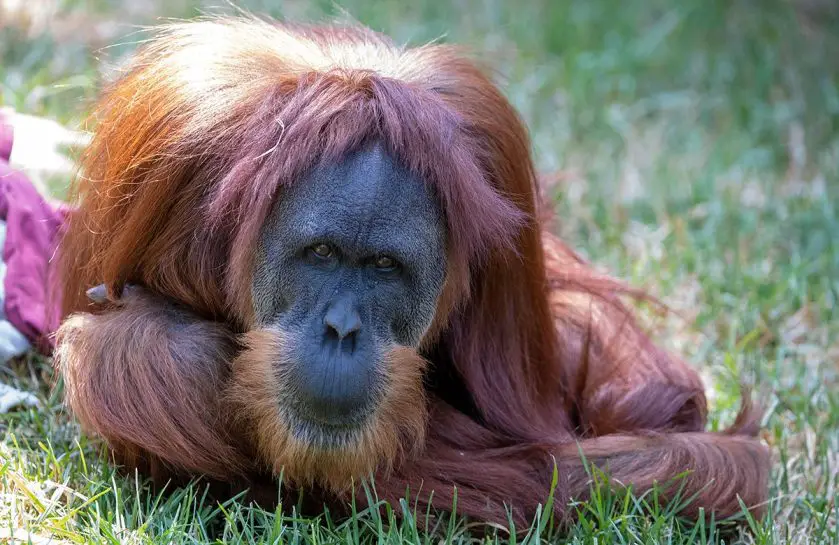 Adelaide Zoo Orangutan Operation