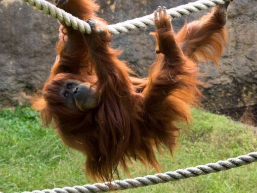 Sumatran Orangutan Passes Away at Zoo Atlanta
