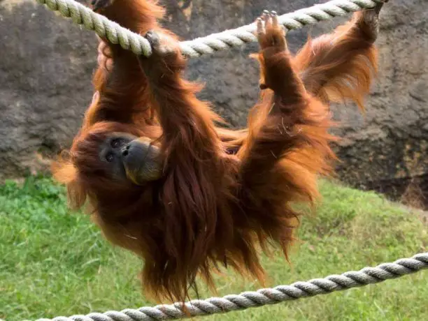 Sumatran Orangutan Passes Away at Zoo Atlanta