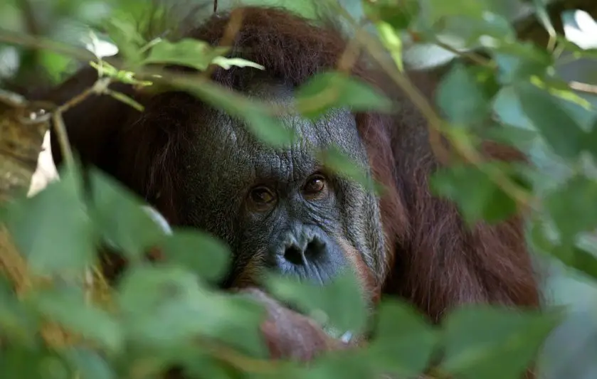 Woodland Park Zoo Orangutan Melati Passes