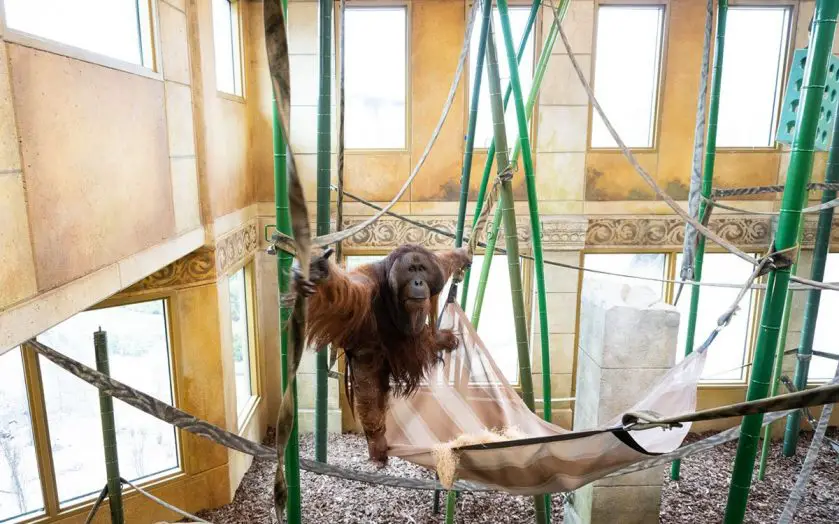Orangutan Habitat Columbus Zoo and Aquarium