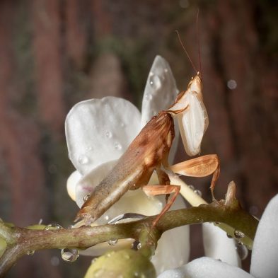 orchid mantis