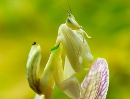 orchid mantis
