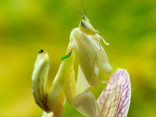 orchid mantis