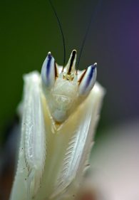 orchid mantis