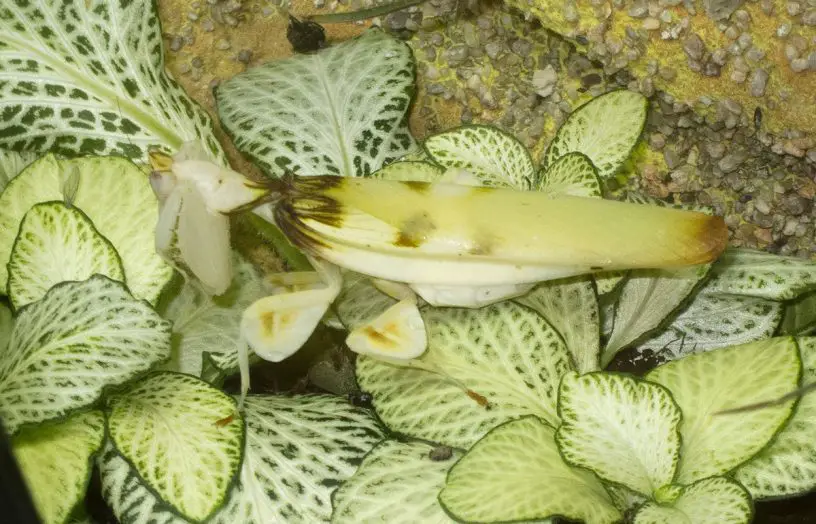 orchid mantis