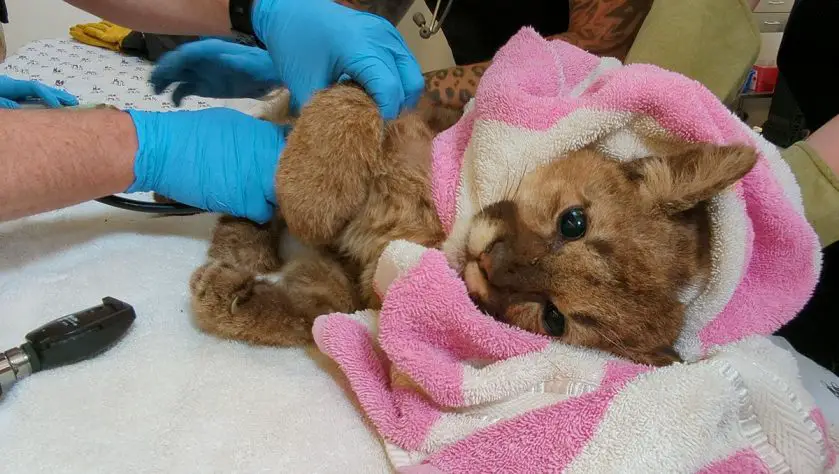Orphaned Mountain Lion at Oakland Zoo