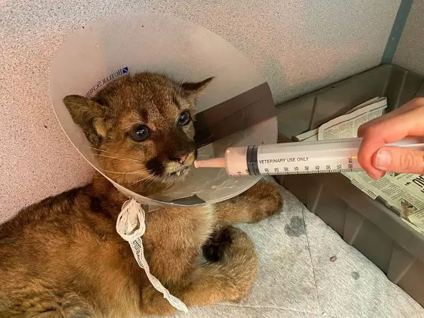 Orphaned Mountain Lion at Oakland Zoo