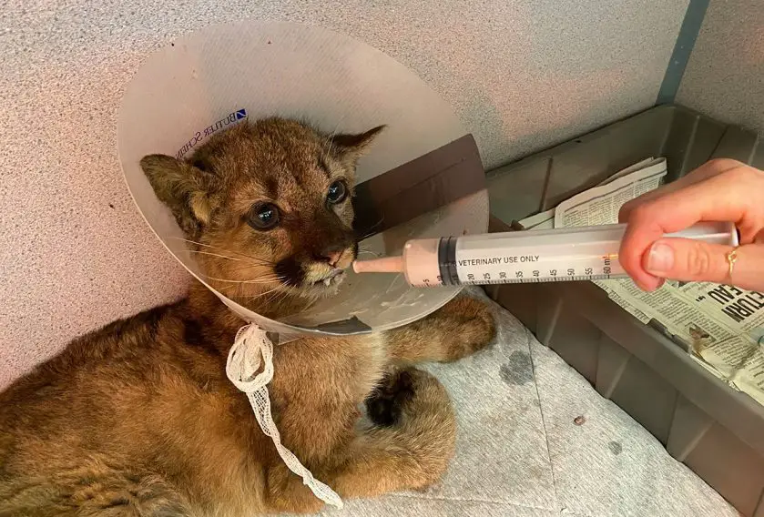 Orphaned Mountain Lion at Oakland Zoo
