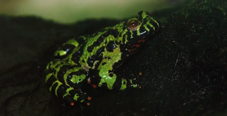Oriental Fire-Bellied Toad