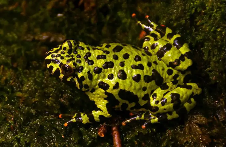 Oriental Fire-Bellied Toad