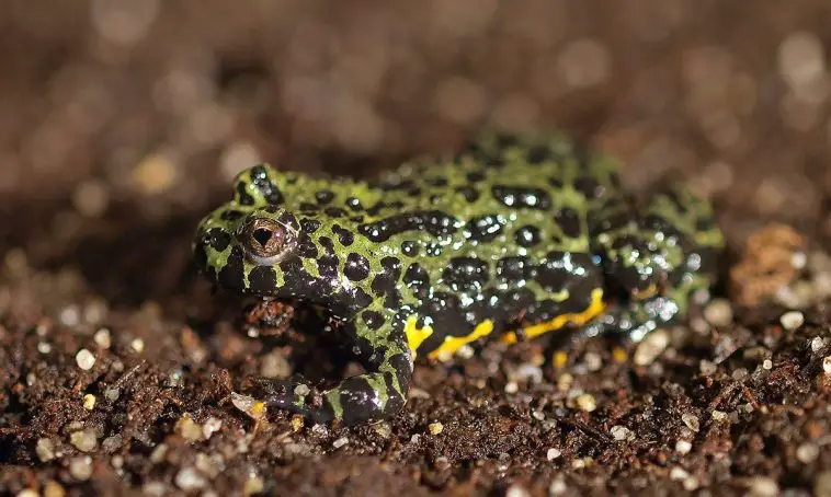 Oriental Fire-Bellied Toad