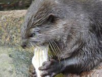 oriental small clawed otter
