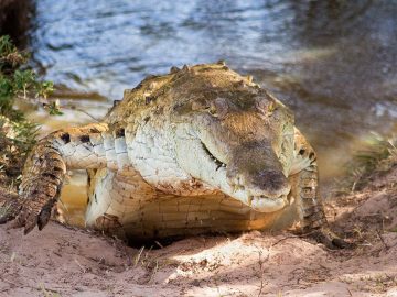 orinoco crocodile