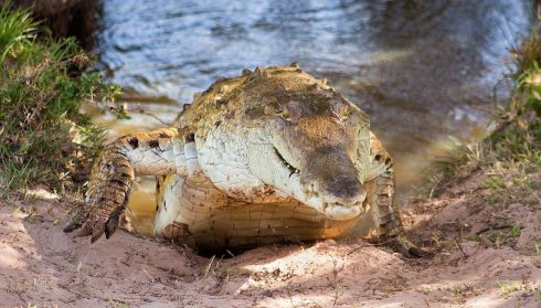 orinoco crocodile