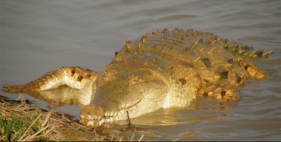 orinoco crocodile