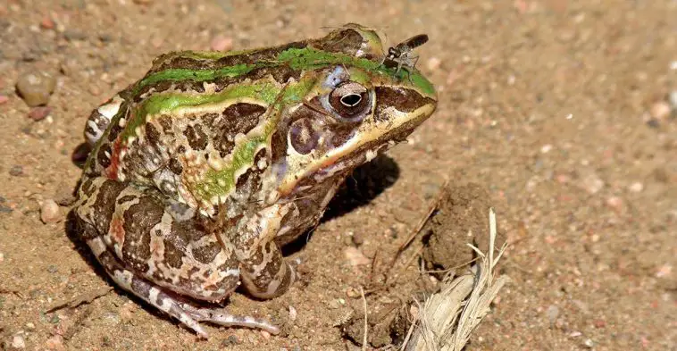 Ornate Frog