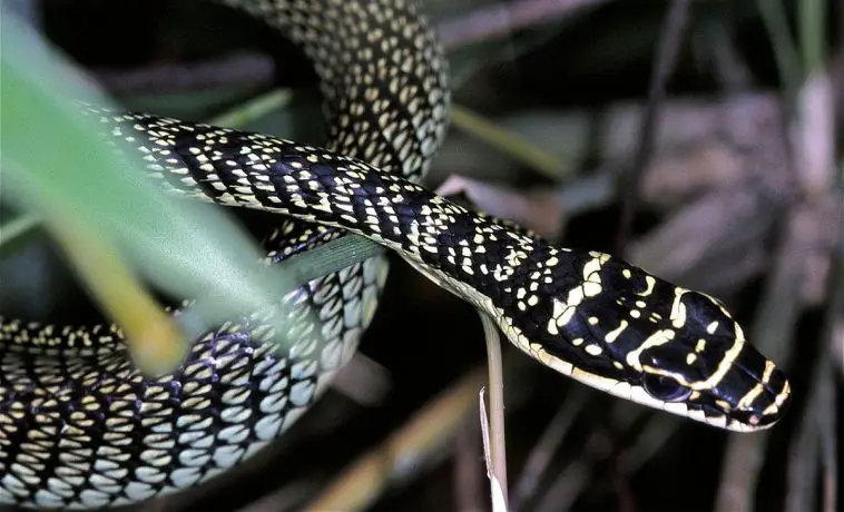 Ornate Flying Snake