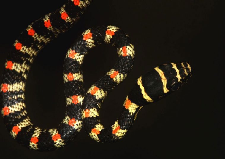 Ornate Flying Snake