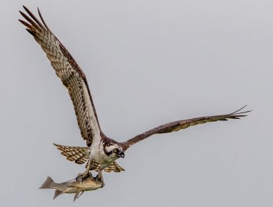 osprey