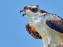 osprey