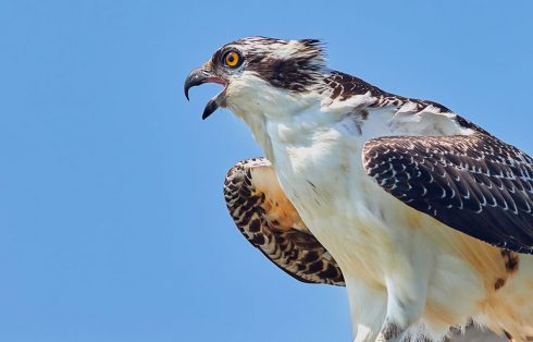 osprey