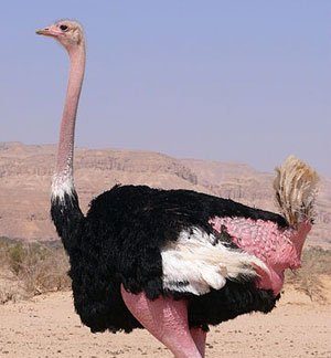 Ostrich